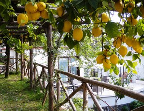 A garden with lemon trees and a wooden pergola structure. - Villa Rafael - A Romantic Retreat In The Heart Of Amalfi Coast (Maiori)