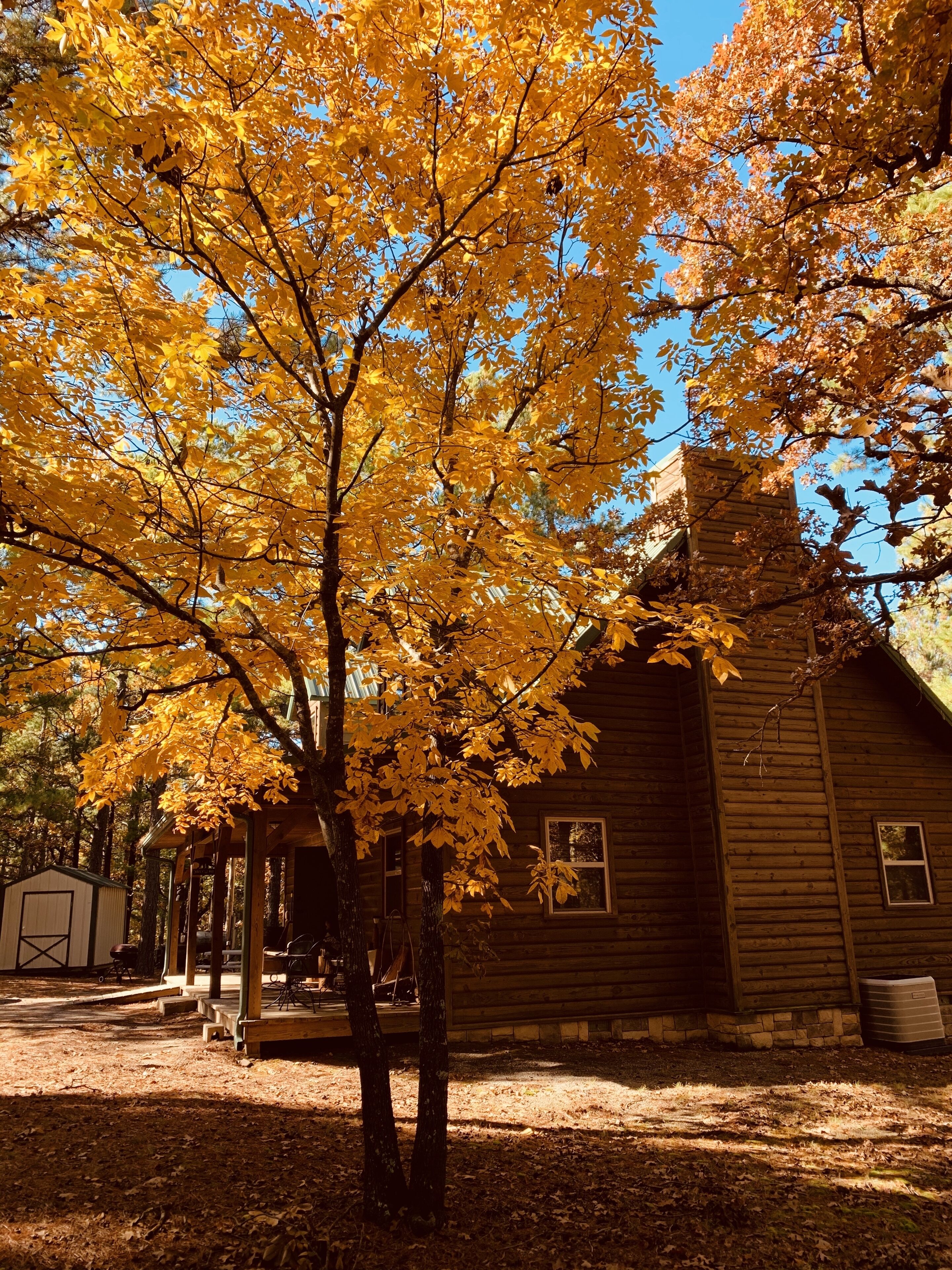 A rustic cabin with a porch, surrounded by trees with yellow leaves.