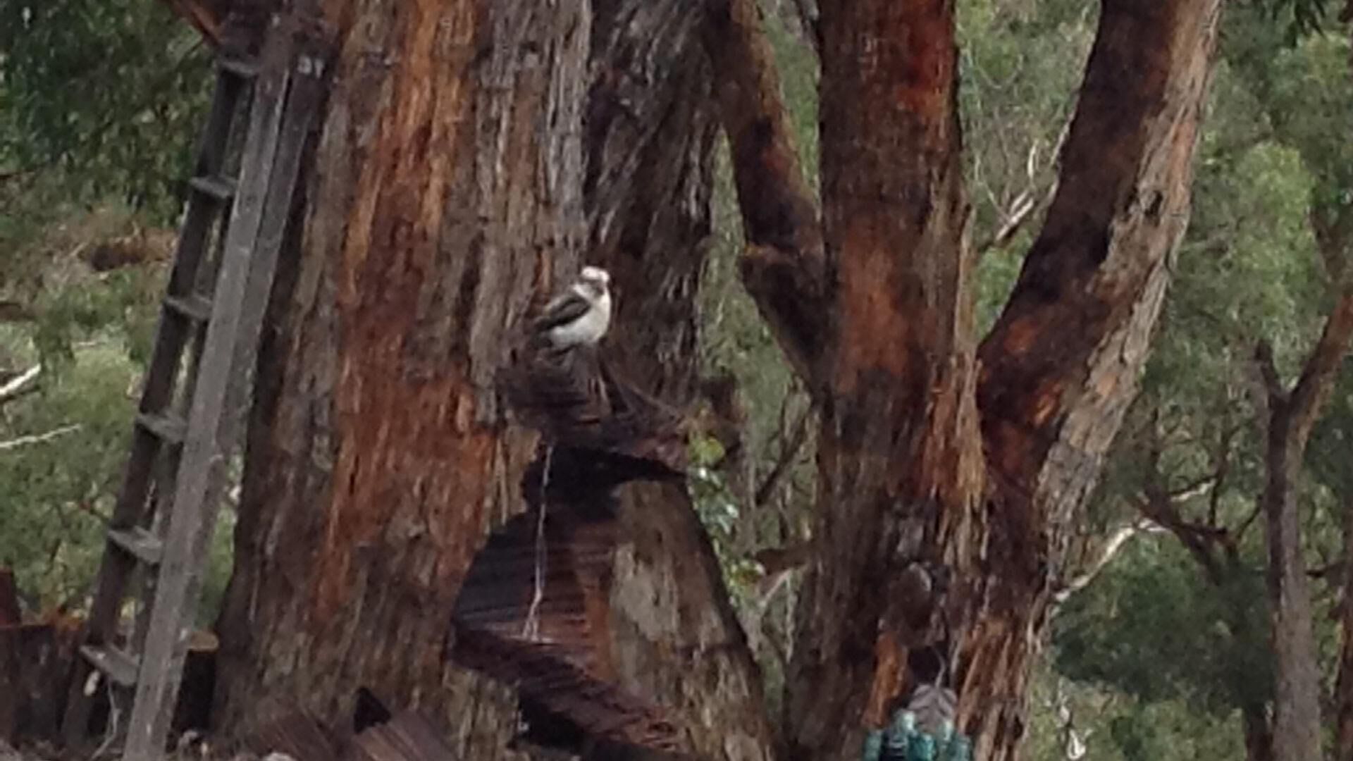 CloudsNest - secluded hills property — image 17