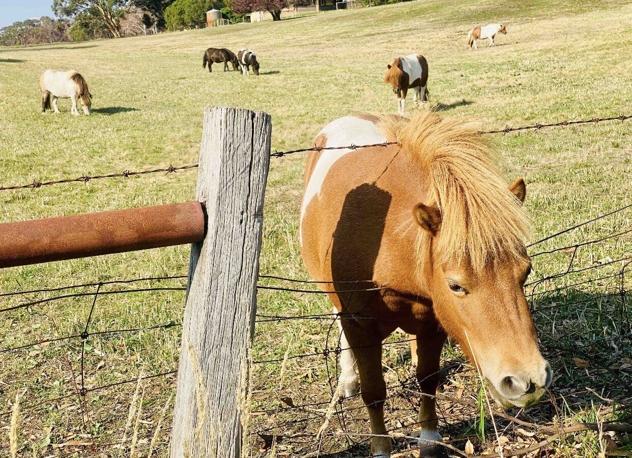 ADEL HILLS ESCAPE Clean•Cosy•Relax•Free Netflix — image 27