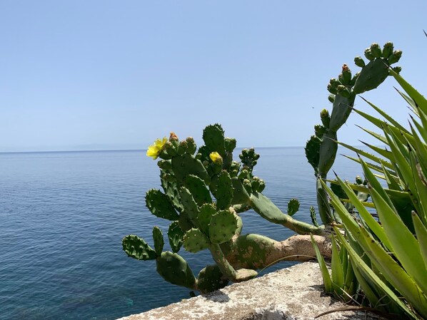A cactus plant with yellow flowers by a body of water.