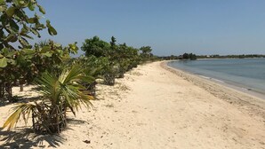 A sandy beach with palm trees and a clear blue sky. - Coconut Lodge (Mlonggo)