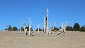 A barren landscape with dead trees and a clear blue sky. - Direct Dune Access Sleeps 10 In House, 6 In BunkHouses - Bath Houses. (North Bend)