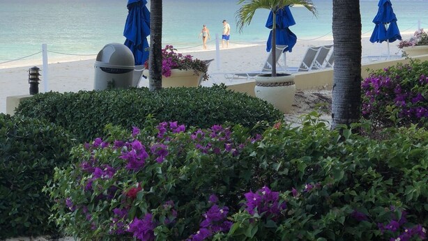 Une vue sur la plage, avec des palmiers, des parasols bleus et une promenade bordée de sable.