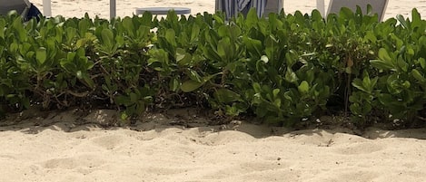 On the beach, sun-loungers, beach towels