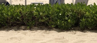 セブンマイルビーチのビーチフロント位置