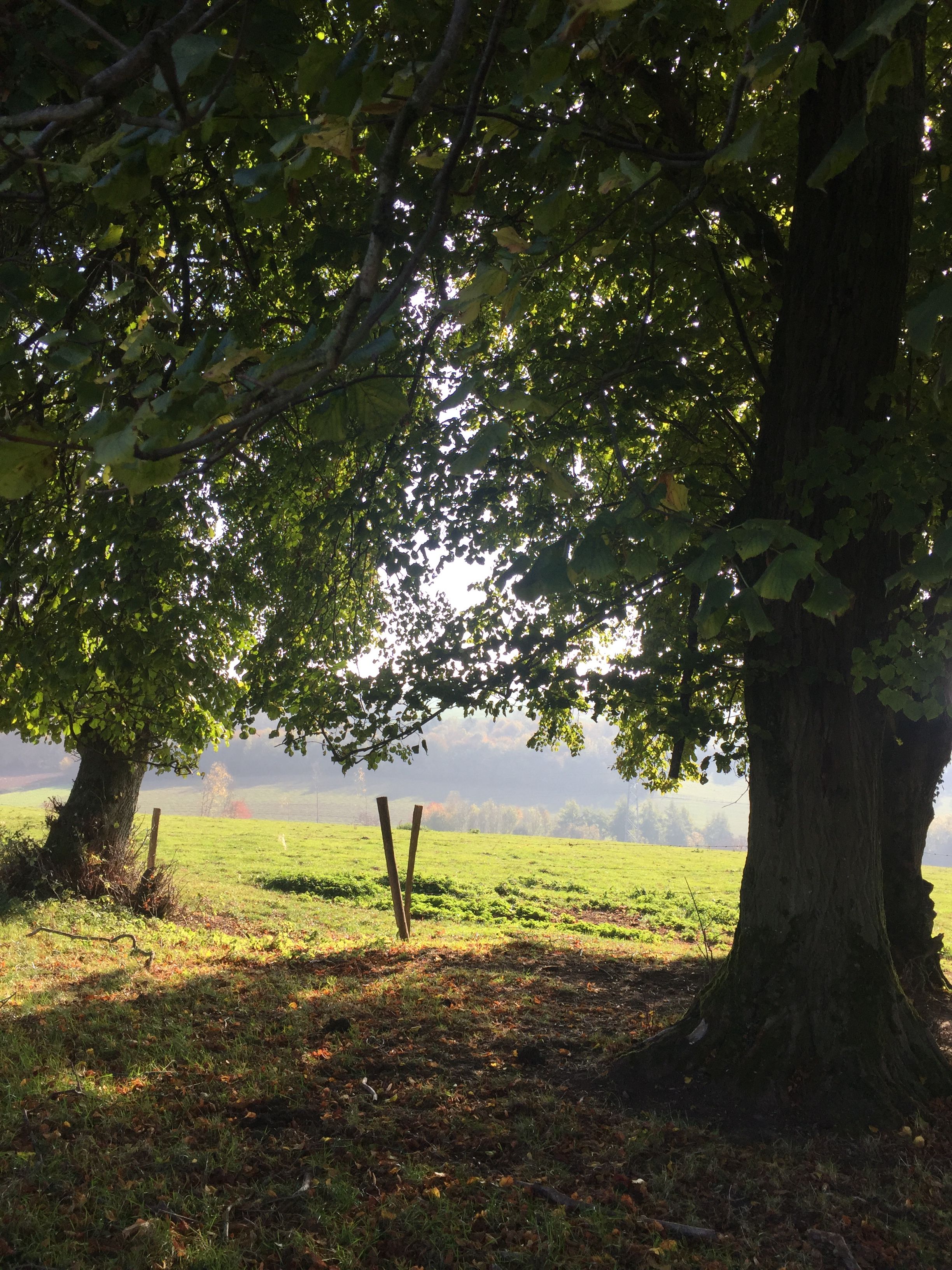 A serene outdoor scene with a large tree providing shade over a grassy area.