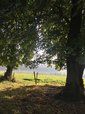 Escena tranquila al aire libre con un árbol grande que da sombra sobre un césped.