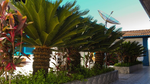 Un patio con palmeras, una antena parabólica y un edificio con detalles azules.