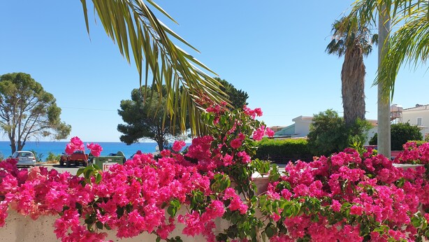 Eine Küstenstraße mit Bougainvillea-Blumen, Palmen und blauem Himmel.