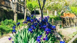 Un jardín con diversas plantas y flores, incluyendo un grupo llamativo de flores de lirio azul.