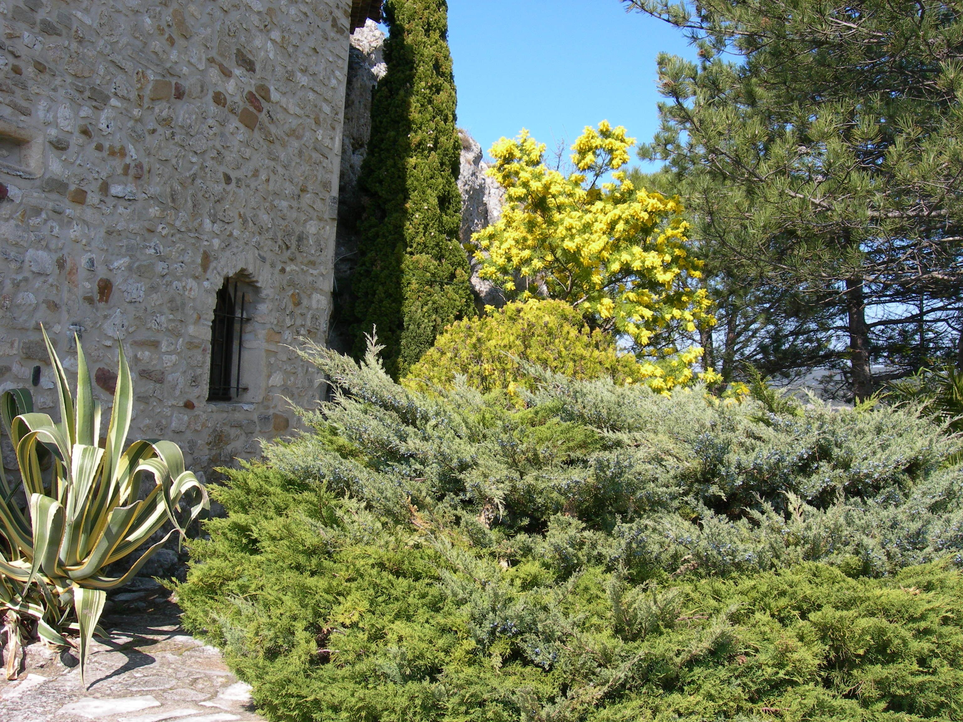 Un edificio de piedra con ventana y puerta, rodeado de follaje verde exuberante y un árbol con flores amarillas.