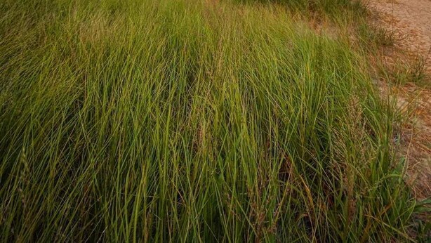 A beach with tall grass in the foreground and a sunset over the water. - Year round Crystal Lake cottage, newly remodelled 4br/1ba, w/sandy beach! (Frankfort)