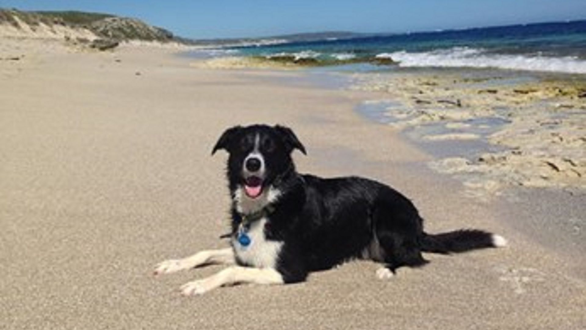 Happy Dogs Margaret River — image 17