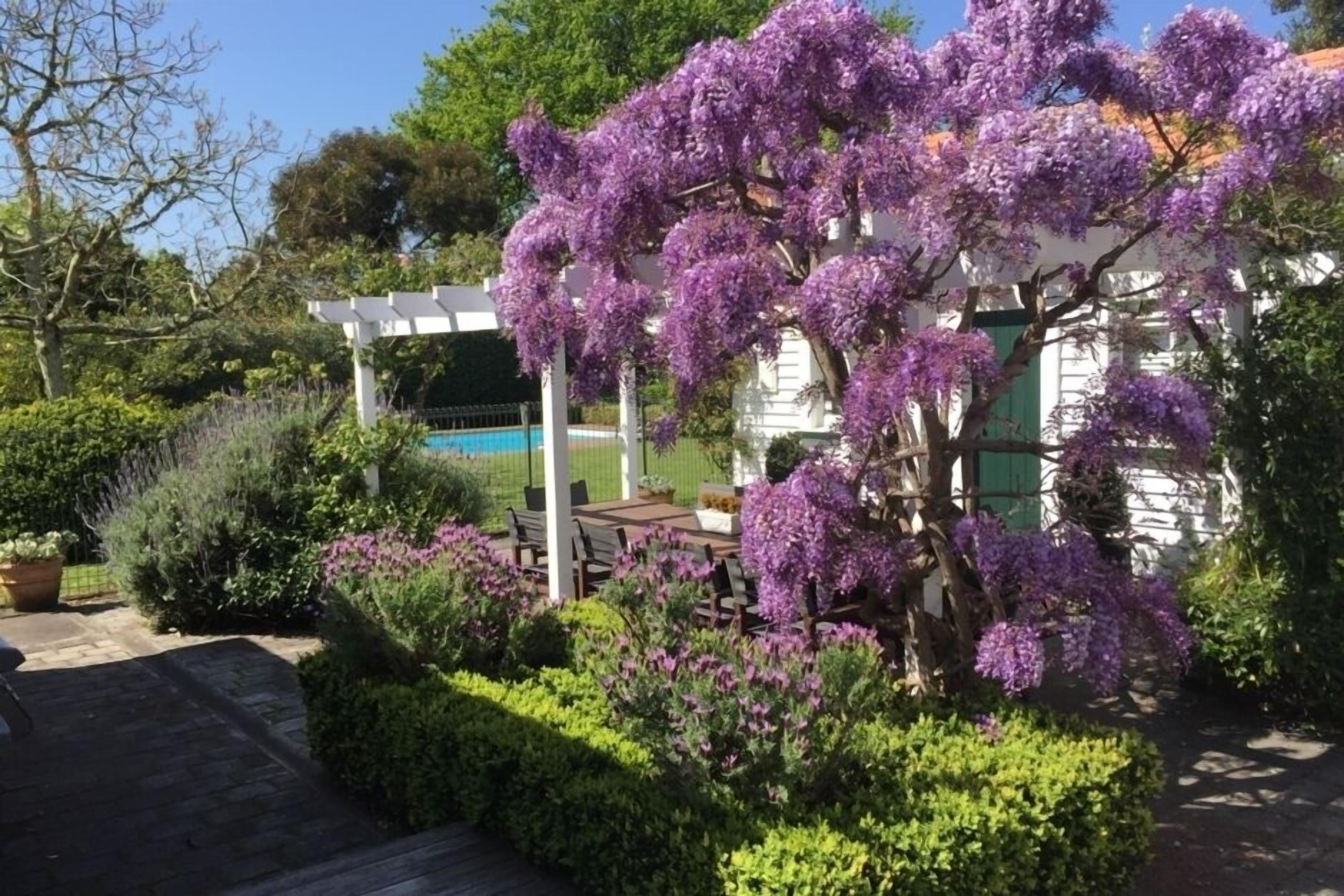 Wisteria in spring