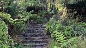 Unos escalones de piedra rodeados de exuberante vegetación y helechos.