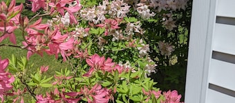 Greenwood Getaway: Dog-friendly! Don't miss the fall colors here!