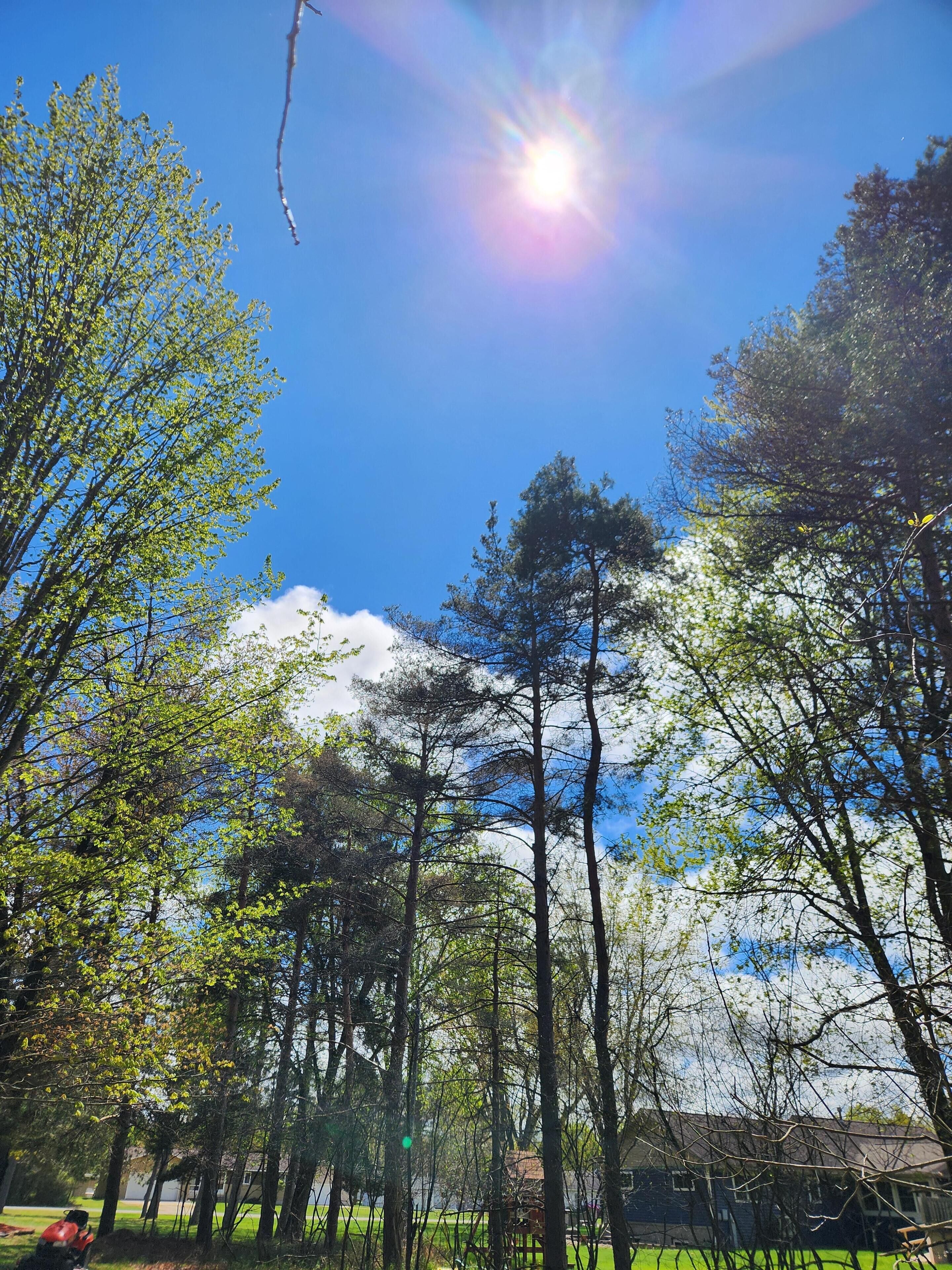 A park with tall trees and a clear sky.