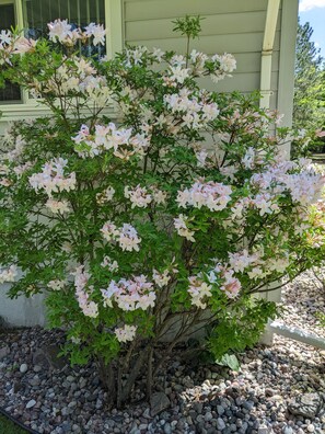 A garden with a flowering shrub in front of a building.