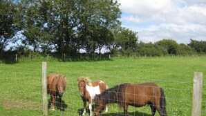 A fenced field with three horses grazing. - Upper Calffield Farm (Haverfordwest)