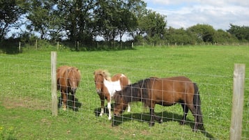 A fenced field with three horses grazing.