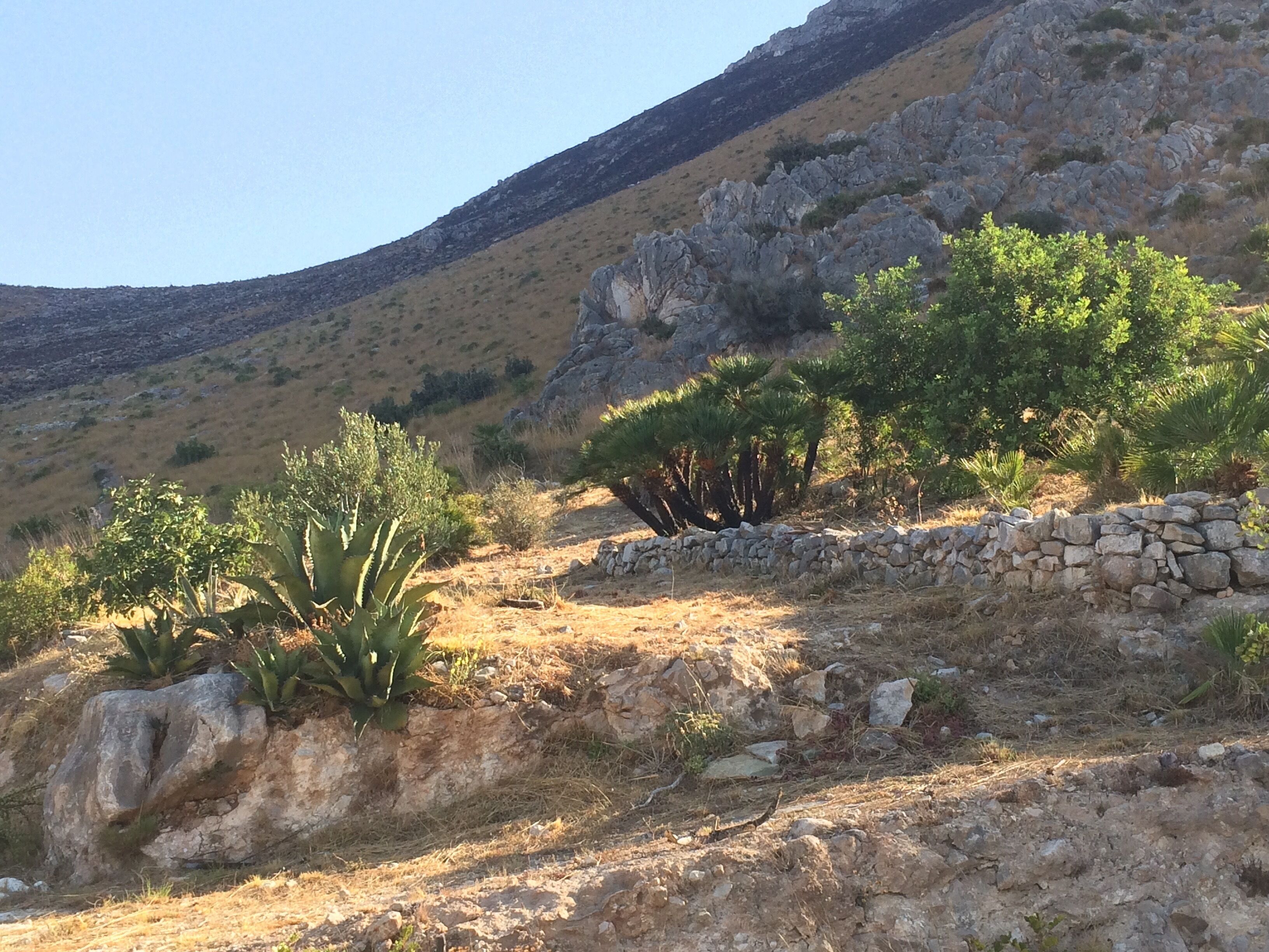 A rocky hillside with sparse vegetation, including cacti and small trees, and a stone wall.