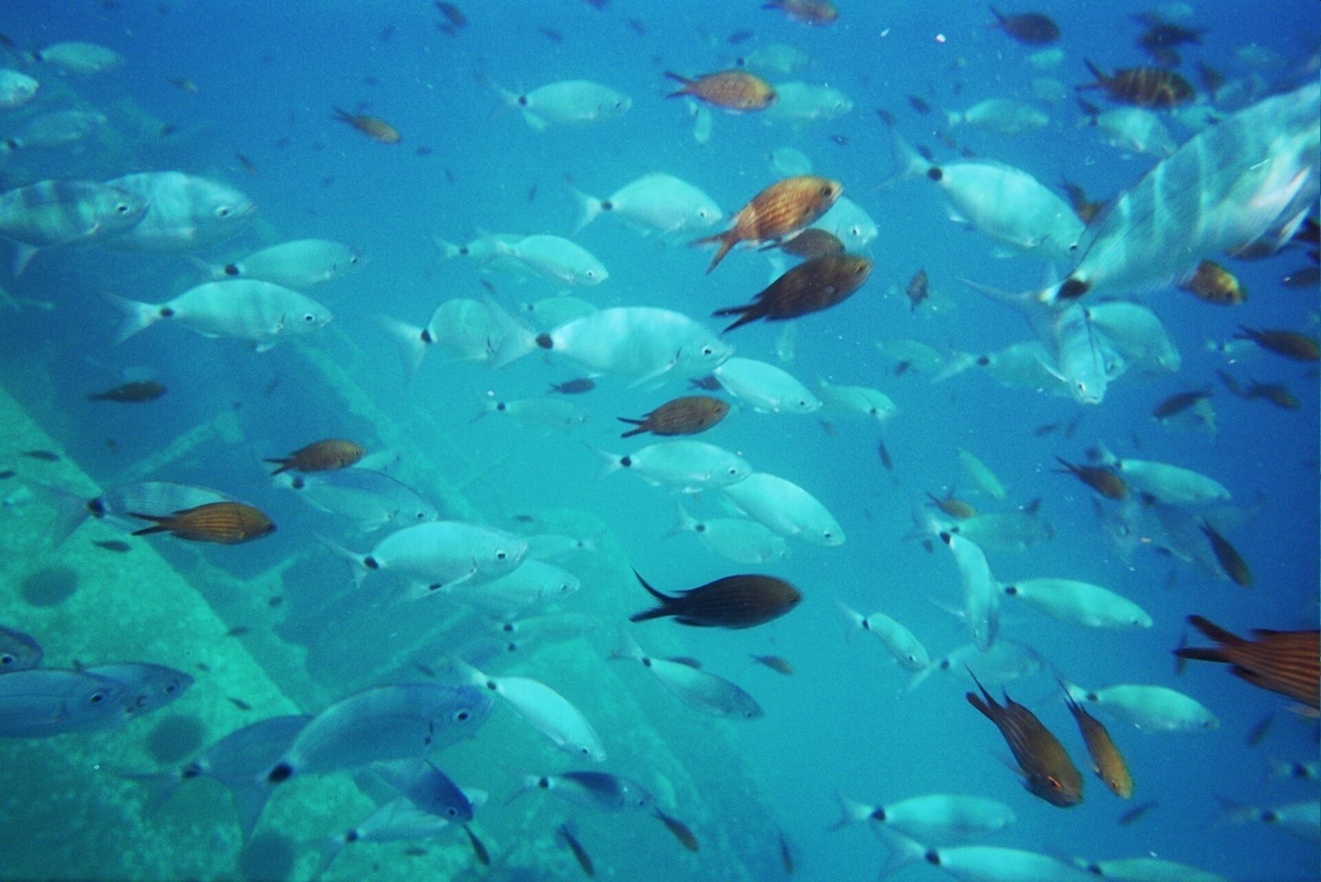 An underwater view of a coral reef with various fish species swimming around.