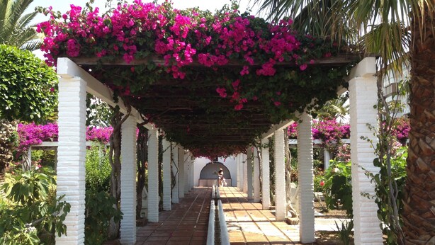 A covered walkway with white columns, surrounded by lush greenery and vibrant pink flowers. - Luxury 3 bed apartment, on sea front, sleeps 6 (Torrox-Costa (Malaga))