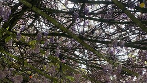 A covered outdoor seating area with metal tables and chairs, surrounded by purple wisteria vines. - an unusual and Design Chateau (Pech- Luna)