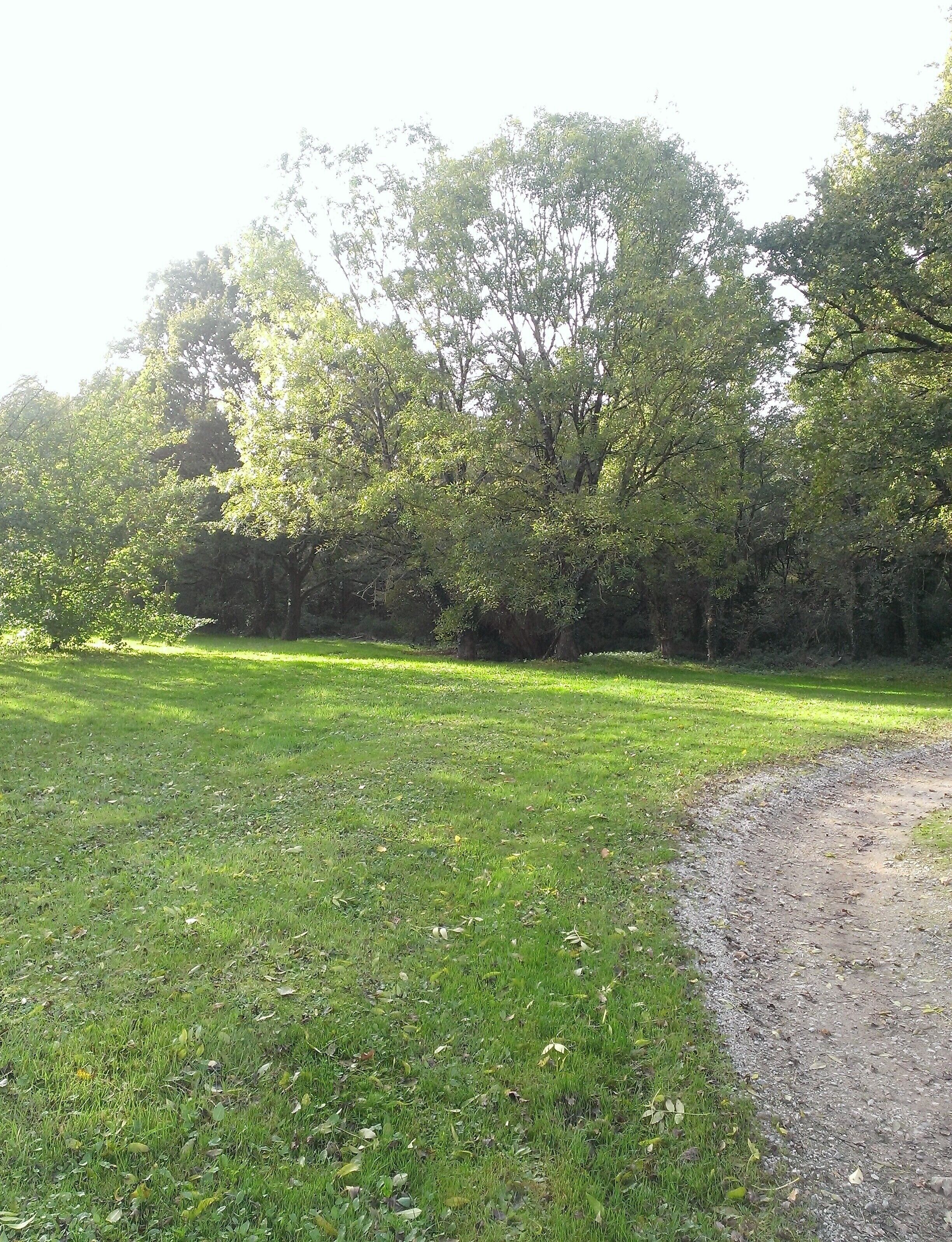 A grassy field with a dirt path leading into a wooded area.