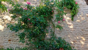 A stone wall with climbing plants and a red circular object. - Grand cru house (Chardonnay)