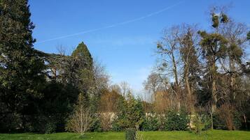 A park with various trees, including a prominent coniferous tree and several deciduous trees.