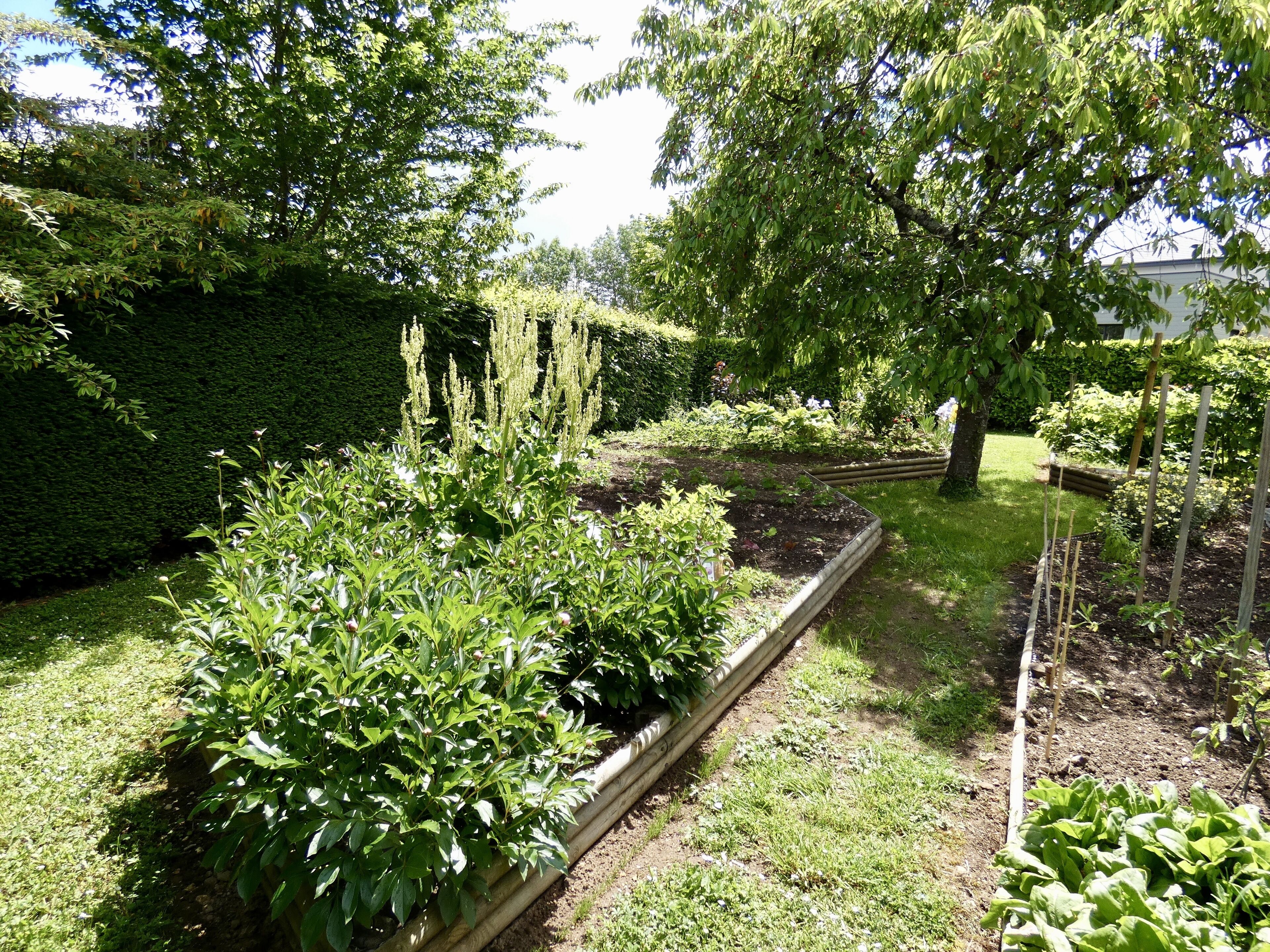 Een tuin met verhoogde plantenbakken, verschillende planten en een strakke haag.