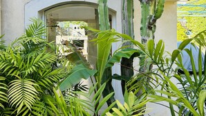 A courtyard with large cacti and various tropical plants.