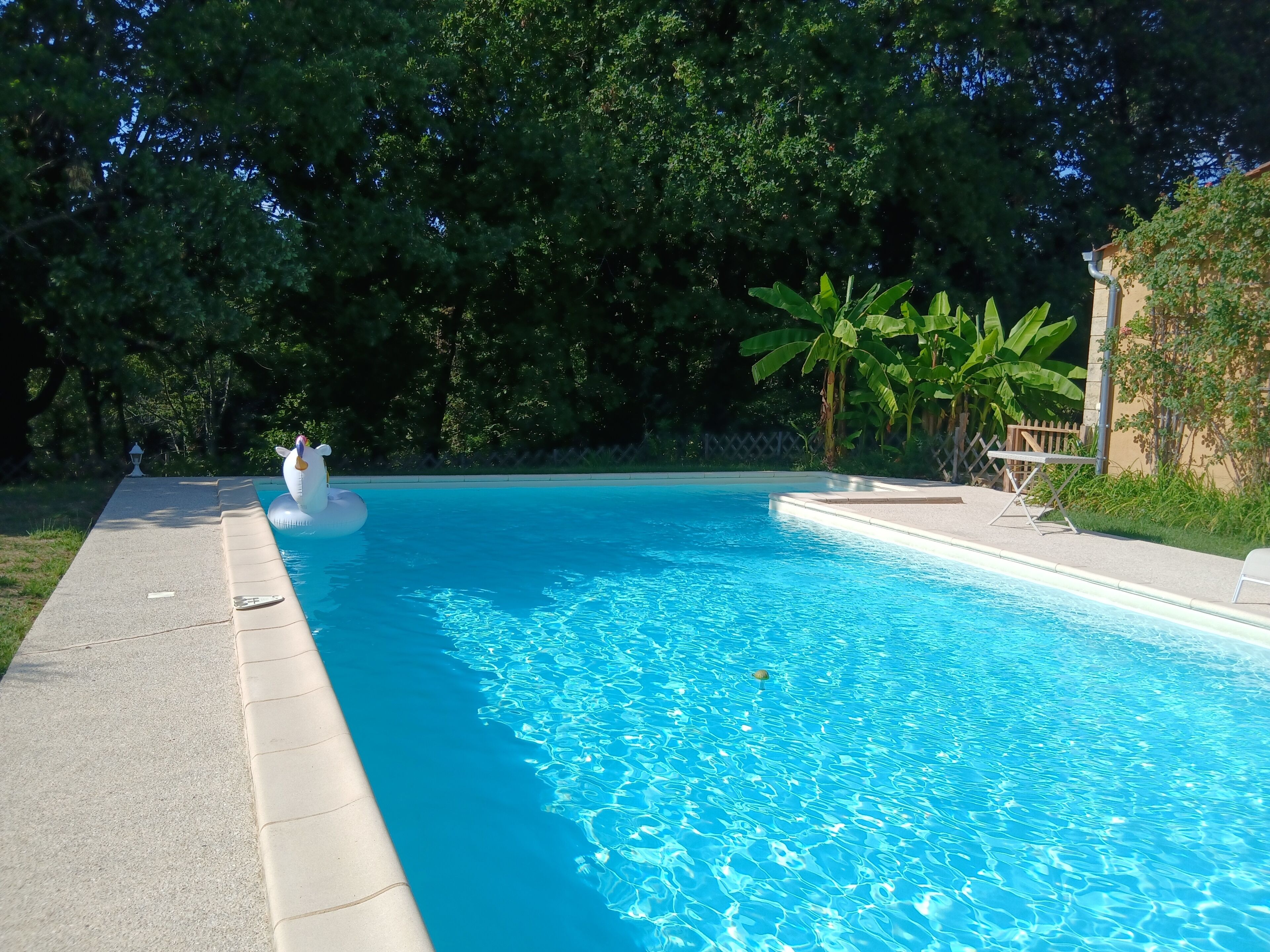 A clear swimming pool with a swan floatation device, surrounded by lush greenery and a fence.