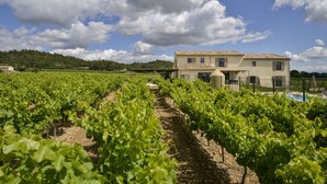 Un vignoble avec des rangées de vignes et un bâtiment en arrière-plan.