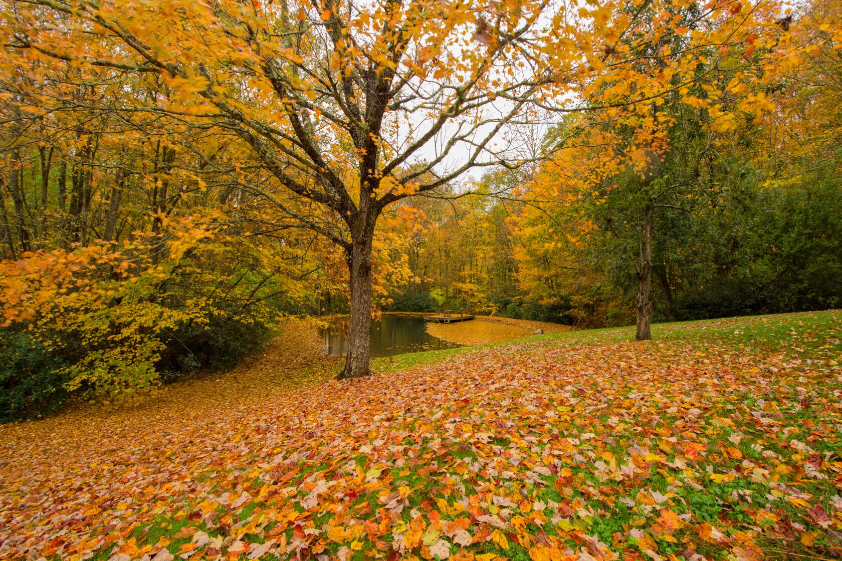 Asheville, AT, Rocky Fork, Family & Pet Friendly, Fireflies, Private Forest