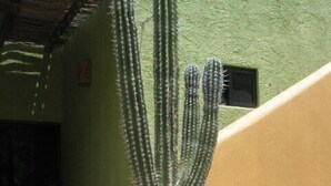 Un cactus en un patio con una pared verde y una pared amarilla.