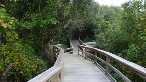 A wooden boardwalk surrounded by dense foliage.