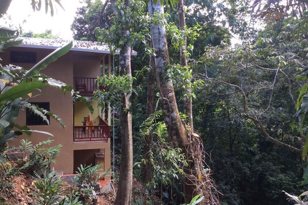Two decks looking into the canopy full of wildlife!