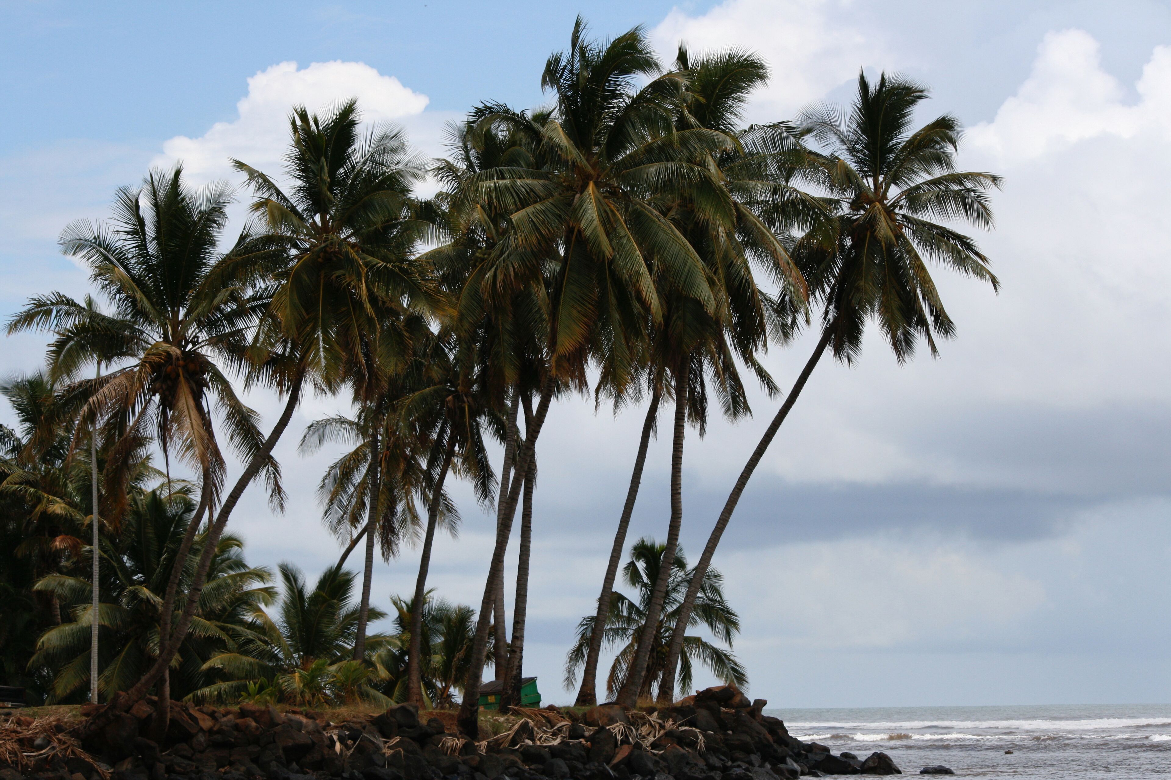 A beach with palm trees and a rocky shoreline.