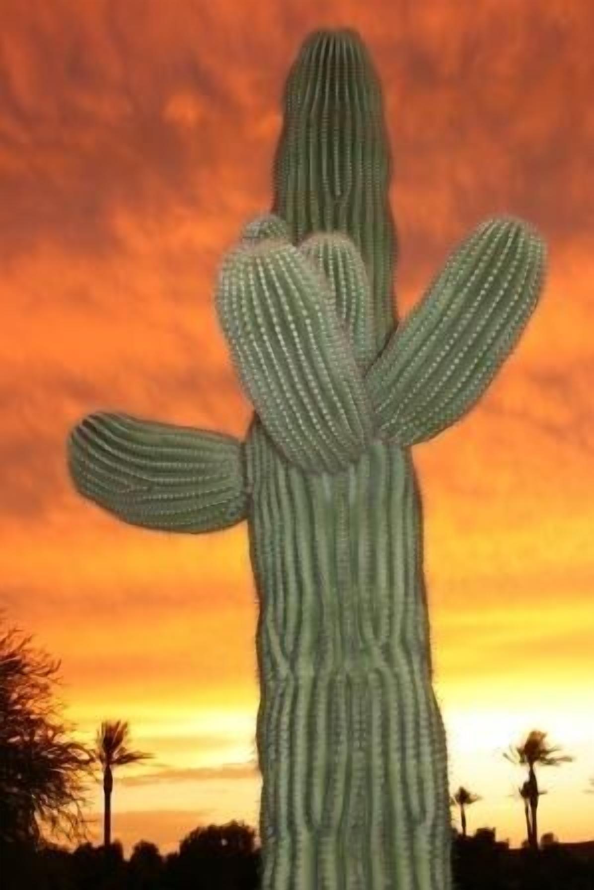 NEW Opening NOW!  3 HEATED Pools Spa's GOLF Palms Mtns & Sunsets...Welcome!