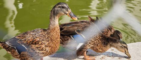 A duck walking on a concrete surface near a body of water.