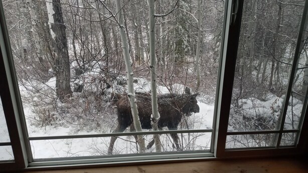 A view through a window of a snowy forest with bare trees. - Cozy Cabin minutes from Yellowstone, fly fishing, skiing and snowmobiling.  (Island Park)