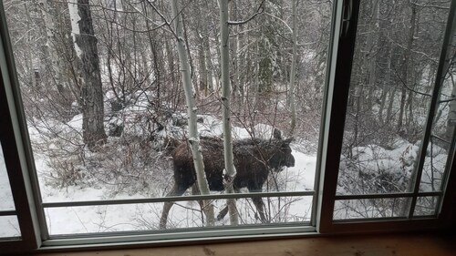 Cozy Cabin minutes from Yellowstone, fly fishing, skiing and snowmobiling. 