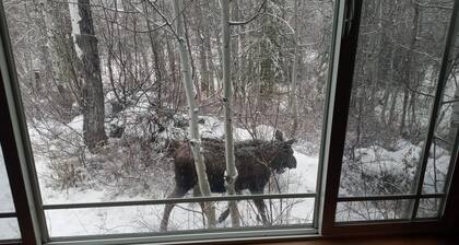 Cozy Cabin minutes from Yellowstone, fly fishing, skiing and snowmobiling.