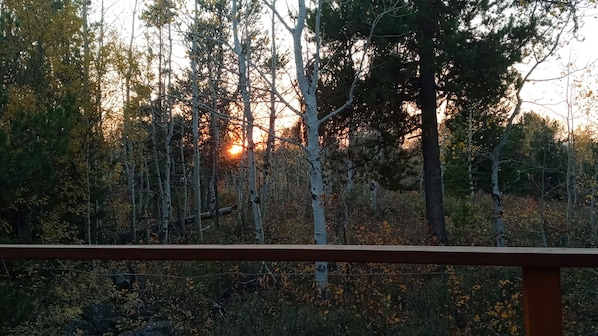 Zona boscosa con árboles y una barandilla de madera al frente.