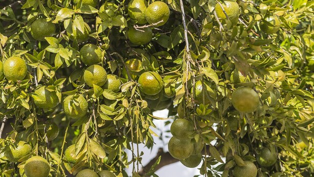 A tree with green fruits hanging from its branches, a wooden table, and chairs in the background. - Casa La Perla (Rhodes)