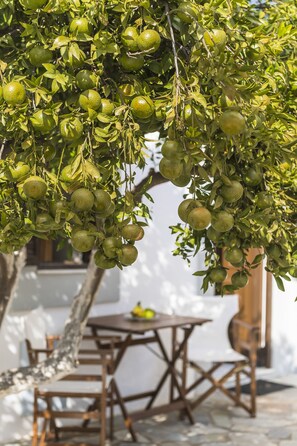 Un arbre aux branches chargées de fruits verts, une table en bois et des chaises à l’arrière-plan.