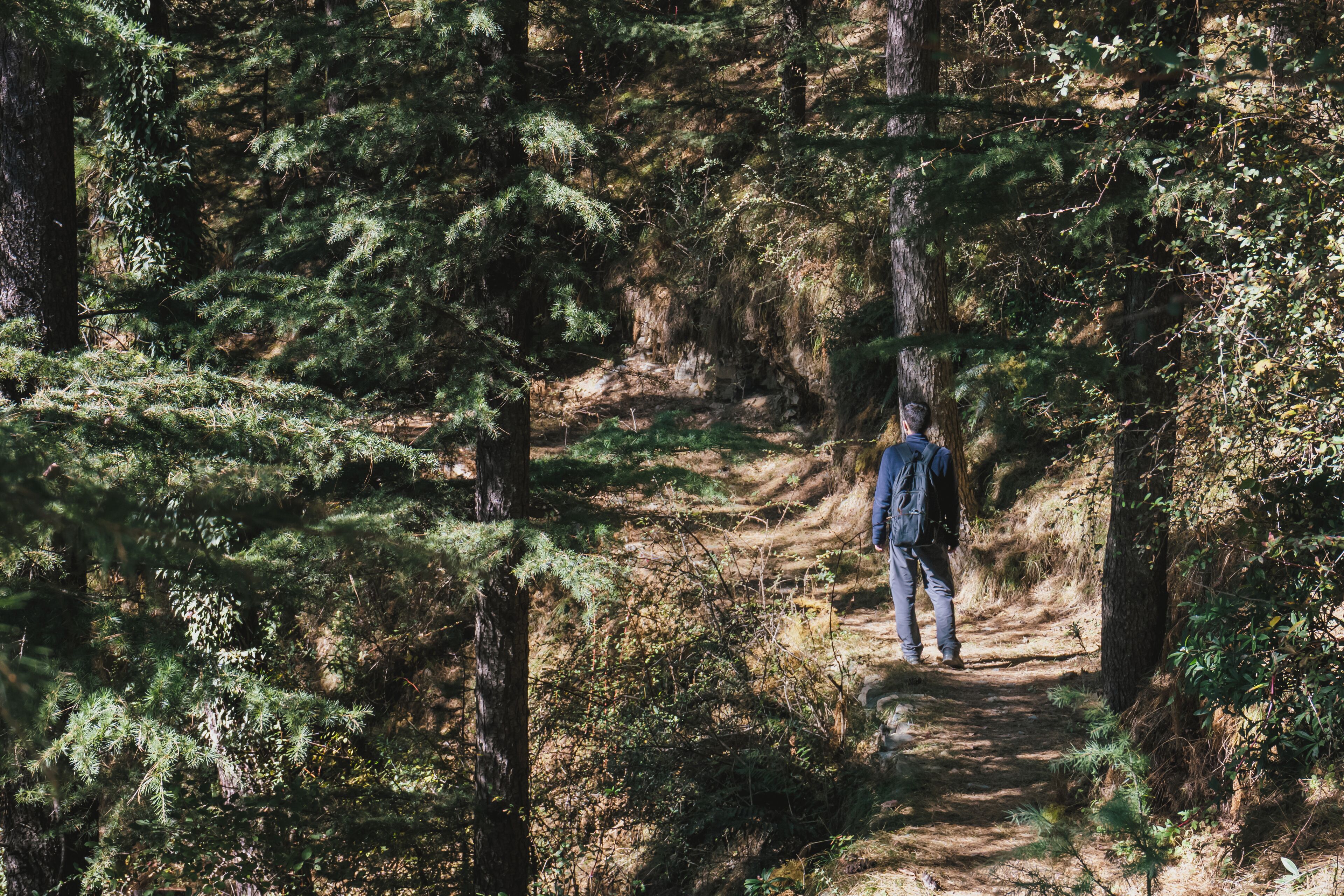 Una persona caminando por un sendero en un bosque rodeado de árboles densos.